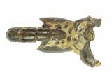Fossil Mud Lobster (Thalassina) - Australia #95774-2